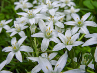 Ornithogalum umbellatum Star-of-Bethlehem white flowers in spring garden