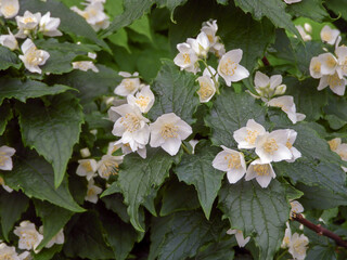 Philadelphus mock orange white flowers close up. Hydrangeaceae shrub
