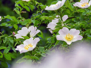 Rosa canina pink flowers close up. Rosaceae in the botanical garden