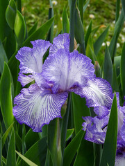 Bearded iris germanica white and purple flowers in garden