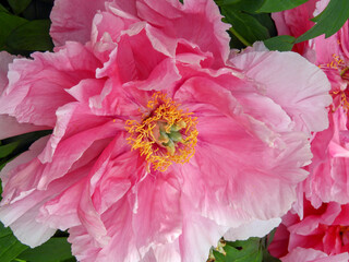 Tree peony paeonia suffruticosa bright pink flower close-up