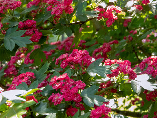 Crataegus laevigata bush in full bloom. Red double flowers in the spring garden. Hawthorn shrub.