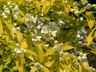 Blooming philadelphus mock orange with white flowers and yellow foliage