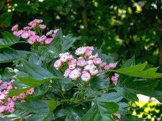 Crataegus &times; mordenensis pink double flowers and green foliage. Spring bloom of morden hawthorn in the garden
