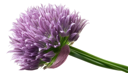 Close-up of a vibrant purple chive flower head, angled with green stem