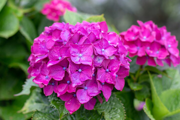 Bright pink hydrangea macrophylla bloom covered with dew in summer garden