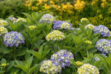 Colorful hydrangea shrub with blue purple flowers and yellow buds in garden