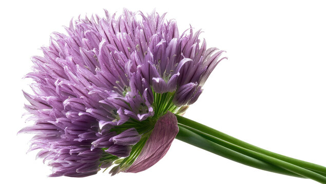 Close-up of a vibrant purple chive flower head, angled with green stem