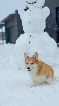 Tan and White Corgi Dog Sitting in Snow Near a Snowman