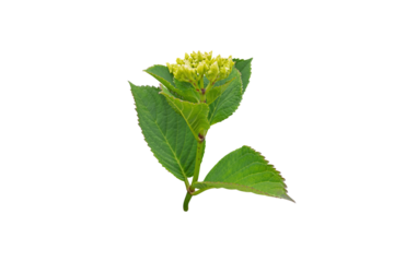 Green hydrangea buds isolated transparent png. Modern floral design trend