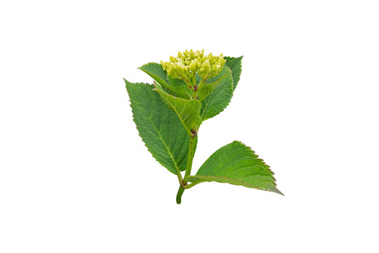 Green hydrangea buds isolated transparent png. Modern floral design trend
