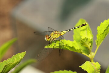 Macro shots, Beautiful nature scene dragonfly. Showing of eyes and wings detail. Dragon fly in the nature habitat using as a background or wallpaper.The concept for writing an article. 
