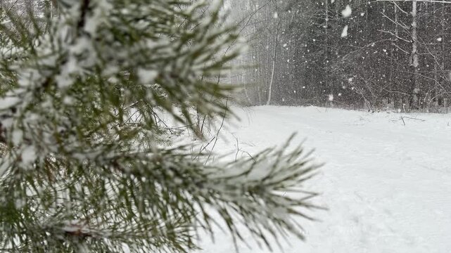 Snow Falling on Pine Branches in a Winter Forest Close Up