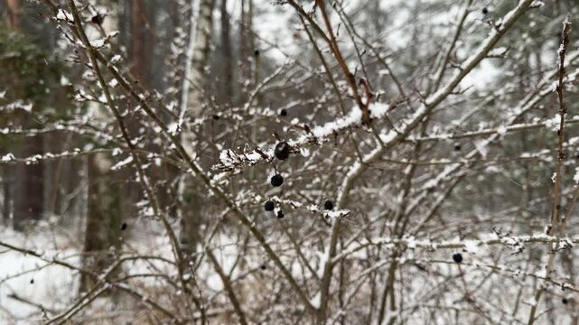 Snow Covered Branches and Berries in a Winter Forest Close Up