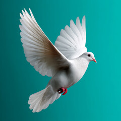 Obraz premium White dove in flight against a teal background