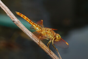 Macro shots, Beautiful nature scene dragonfly. Showing of eyes and wings detail. Dragon fly in the nature habitat using as a background or wallpaper.The concept for writing an article. 
