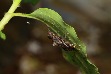 Macro shots, Beautiful nature scene dragonfly. Showing of eyes and wings detail. Dragon fly in the nature habitat using as a background or wallpaper.The concept for writing an article. 
