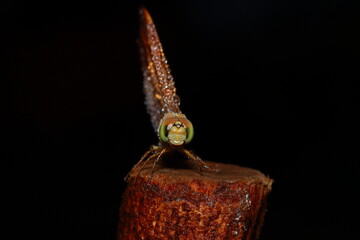 Macro shots, Beautiful nature scene dragonfly. Showing of eyes and wings detail. Dragon fly in the nature habitat using as a background or wallpaper.The concept for writing an article. 
