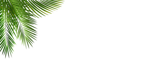 Palm Leaf Frame Isolated White Background