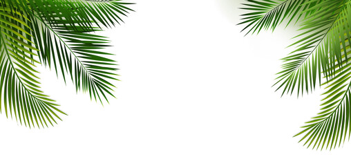 Green Palm Leaf Frame And Isolated White Background