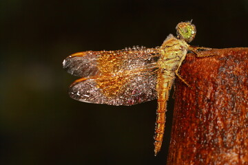 Macro shots, Beautiful nature scene dragonfly. Showing of eyes and wings detail. Dragon fly in the nature habitat using as a background or wallpaper.The concept for writing an article. 
