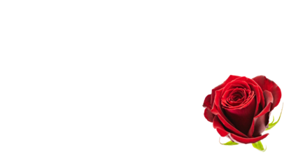 赤い薔薇の花 マクロ撮影 背景透過