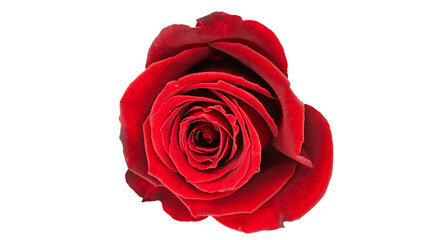 Naklejka premium 赤い薔薇の花 マクロ撮影 背景透過