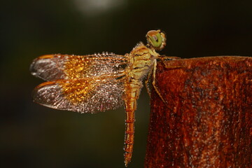 Macro shots, Beautiful nature scene dragonfly. Showing of eyes and wings detail. Dragon fly in the nature habitat using as a background or wallpaper.The concept for writing an article. 
