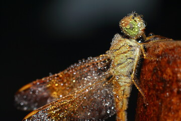 Macro shots, Beautiful nature scene dragonfly. Showing of eyes and wings detail. Dragon fly in the nature habitat using as a background or wallpaper.The concept for writing an article. 
