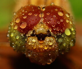 Macro shots, Beautiful nature scene dragonfly. Showing of eyes and wings detail. Dragon fly in the nature habitat using as a background or wallpaper.The concept for writing an article. 
