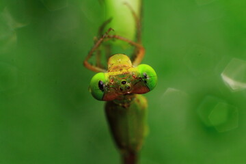 Macro shots, Beautiful nature scene dragonfly. Showing of eyes and wings detail. Dragon fly in the nature habitat using as a background or wallpaper.The concept for writing an article. 
