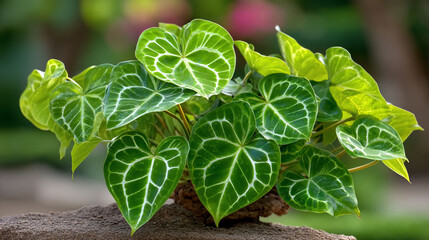 Close-up of vibrant green Anthurium crystallinum plant leaves.
