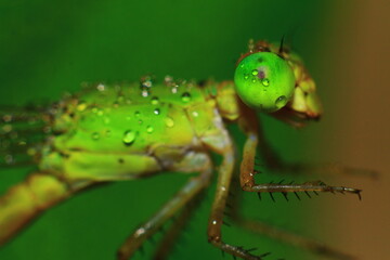 Macro shots, Beautiful nature scene dragonfly. Showing of eyes and wings detail. Dragon fly in the nature habitat using as a background or wallpaper.The concept for writing an article. 
