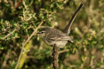 Greater Wagtail Tyrant, Stigmatura budytoides, in forest environment, La Pampa Province,  Argentina