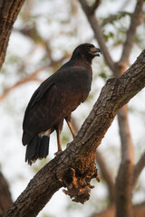 Great black hawk, in Pantanal Forest environment, Brazil. (Buteogallus urubitinga)