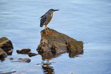 Striated heron, Butorides striata, Ansenuza National Park, Cordoba Province, Argentina.