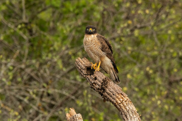 Roadside hawk  perched ,Rupornis magnirostris, La Pampa Province, Patagonia, Argentina.