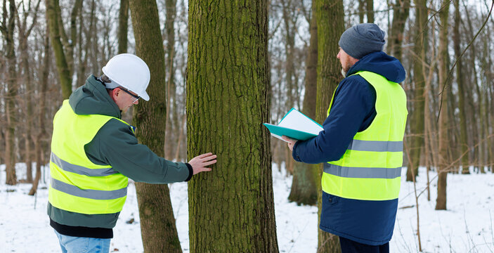 Male forestry engineers inspect a tree for logging in a winter forest. Two loggers check tree trunks and their environmental indicators. Environmentalists at work.