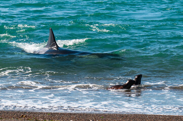 Orca, hunting a sea lion pup, in Patagonia coast,  Peninsula Valdes, Patagonia Argentina.