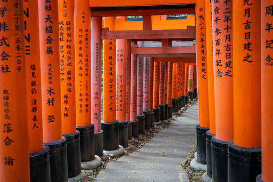 View of vibrant vermilion torii gates stand in seemingly endless rows, inscribed with Japanese characters, creating a tunnel of color and culture, Kyoto, Kyoto, Japan.