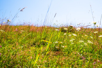 sunlit wildflower meadow, with various types of grasses and flowering plants under a blue sky