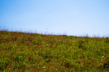 sunlit wildflower meadow, with various types of grasses and flowering plants under a blue sky