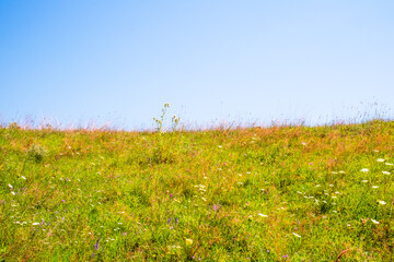 sunlit wildflower meadow, with various types of grasses and flowering plants under a blue sky
