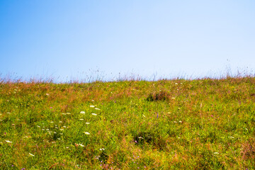 sunlit wildflower meadow, with various types of grasses and flowering plants under a blue sky