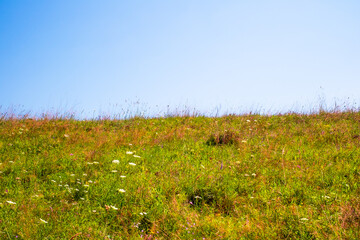 sunlit wildflower meadow, with various types of grasses and flowering plants under a blue sky