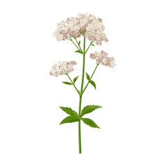 Blooming valerian flower with stem and leaves. Vector realistic wildflower with foliage. Isolated sedative medicine ingredient, perennial plant wild flora. Florist arrangement or composition bouquet
