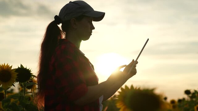 silhouette woman farmer working sunflower field, farming business, sunset hand holding tablet, sunflower tech farming, digital farming solutions, high-tech sunflower farming, sunflower field