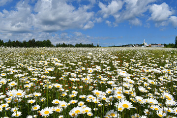 A field of blooming daisies, Sainte-Apolline, Qu&eacute;bec, Canada