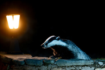 A badger emerges from the darkness, illuminated by a nearby lamp, as it investigates its surroundings at night. © John