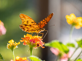 Orange butterfly feeding on colorful lantana flowers in a sunny garden with soft bokeh background. © Gustavo